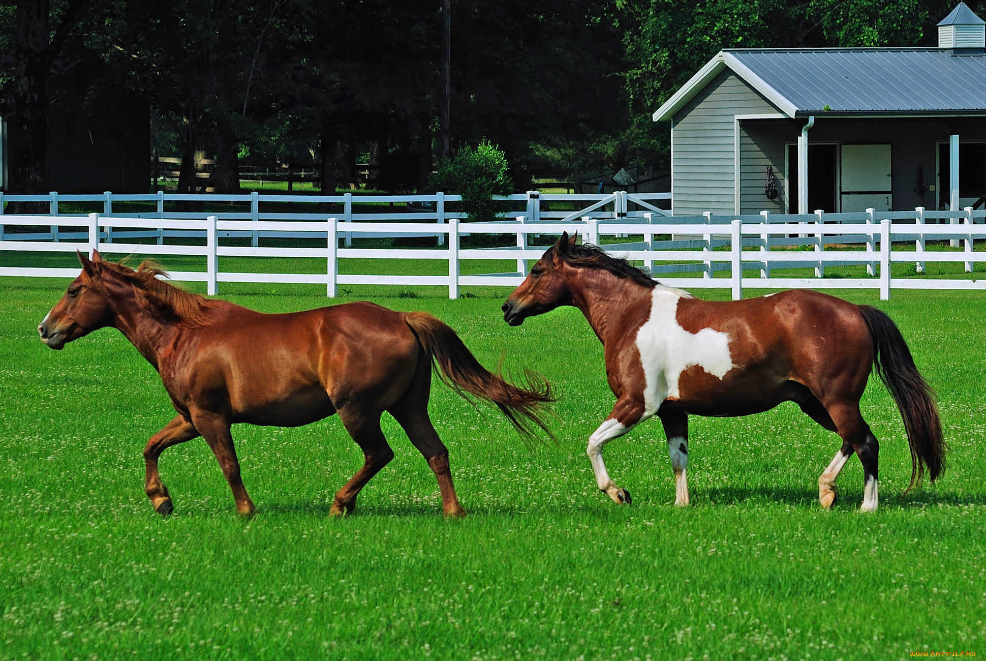 животные, лошади