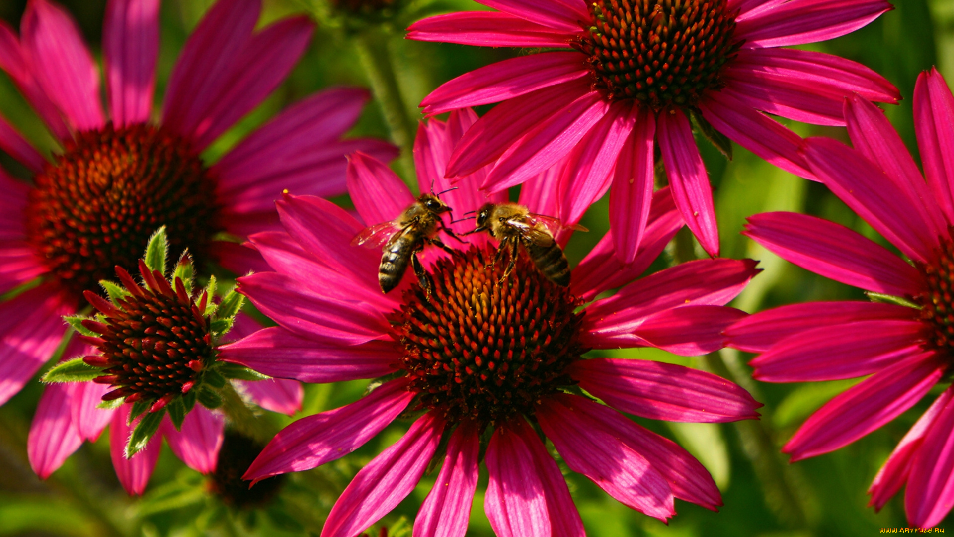 цветы, эхинацея, макро, насекомые, пчёлы