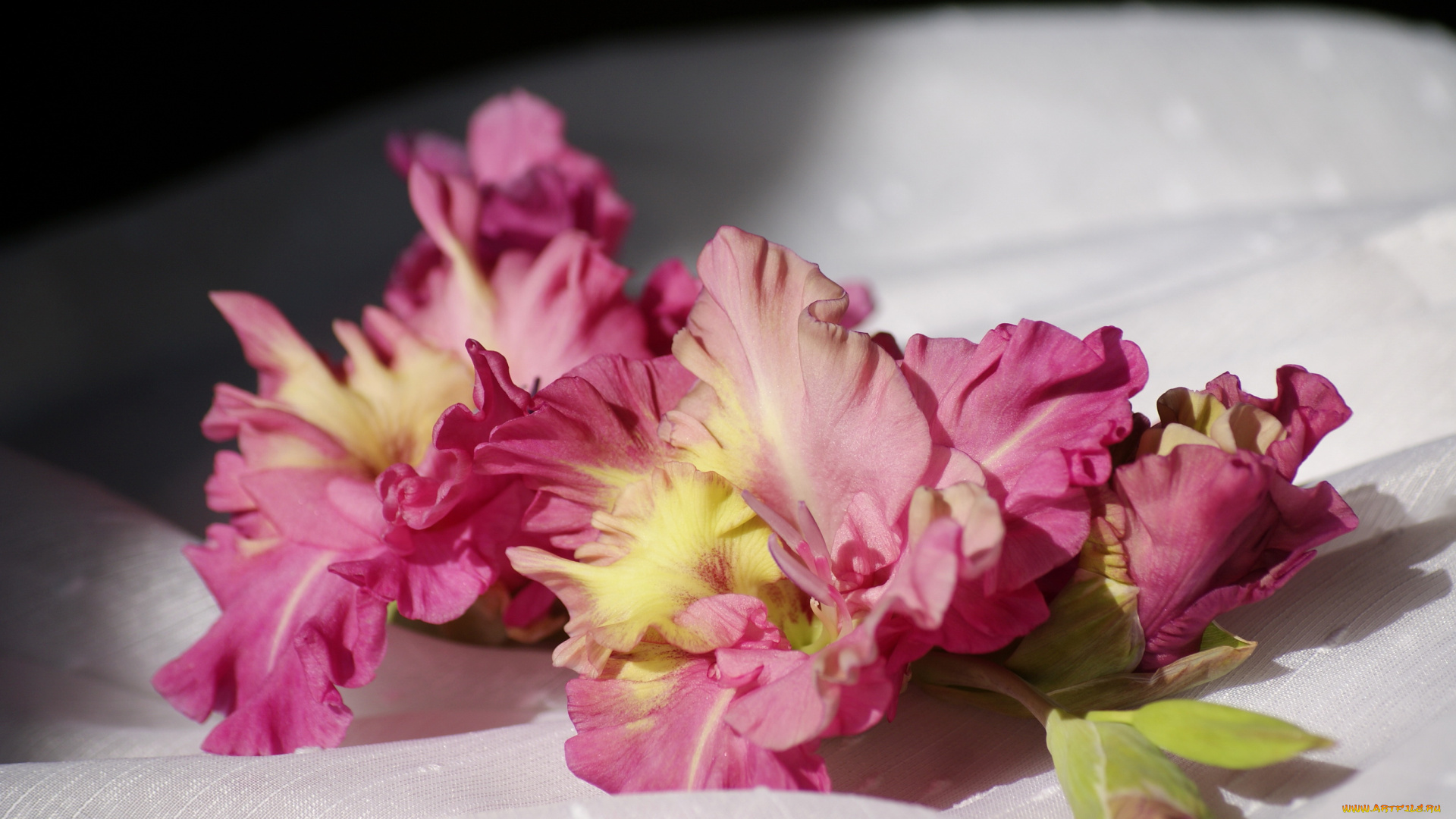 цветы, гладиолусы, гладиолус