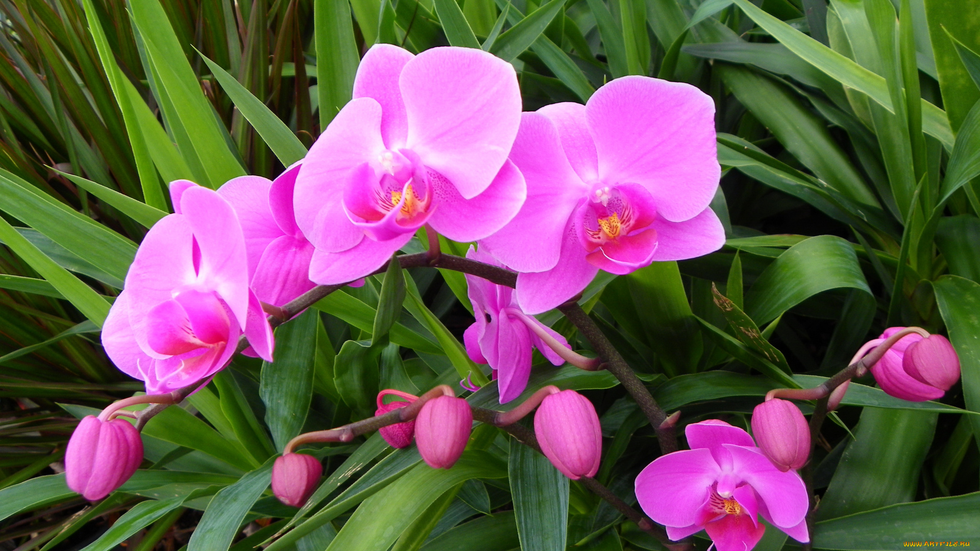 цветы, орхидеи