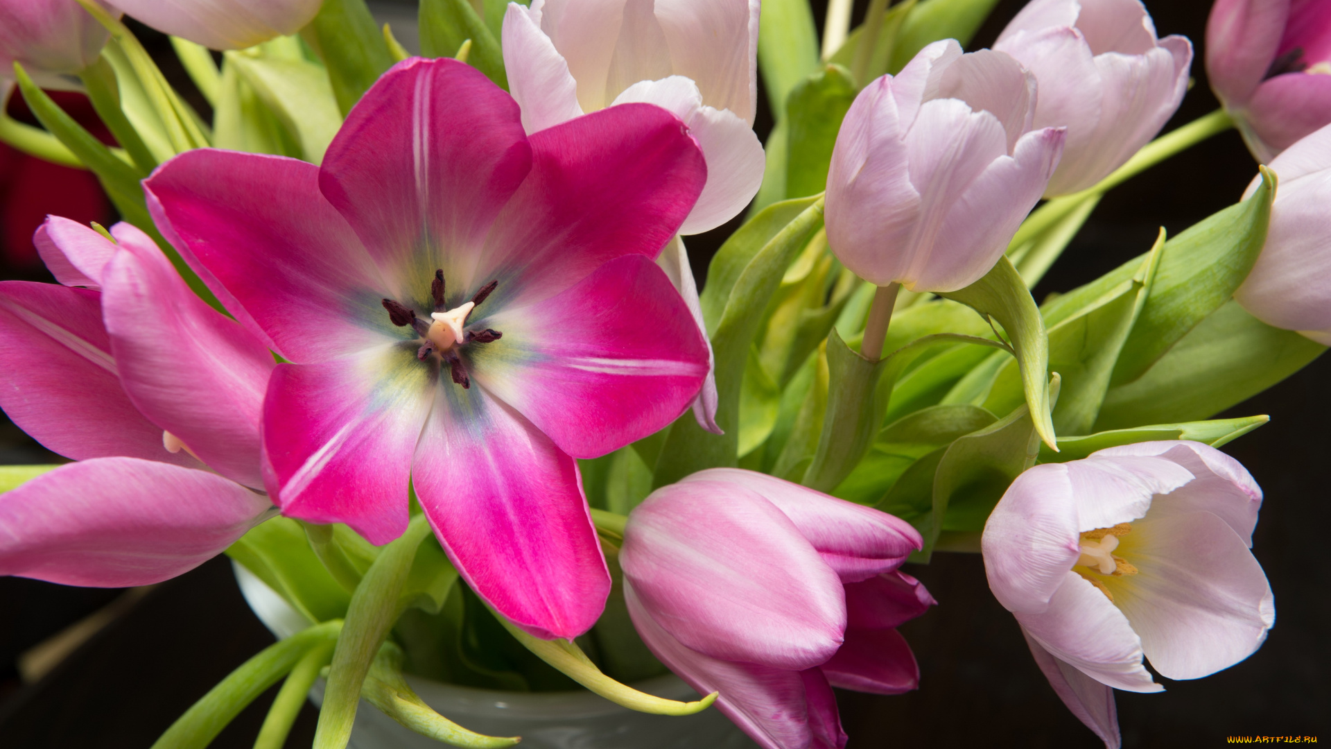 цветы, тюльпаны, букет