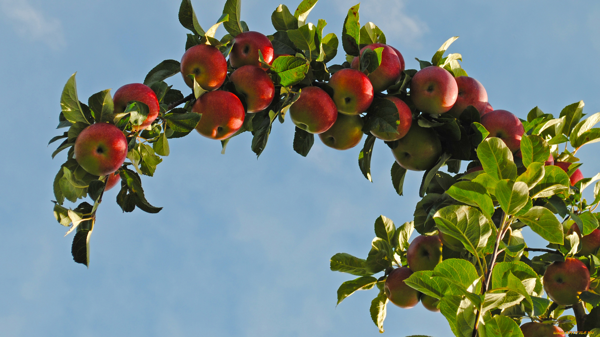 природа, плоды, яблоки, ветка