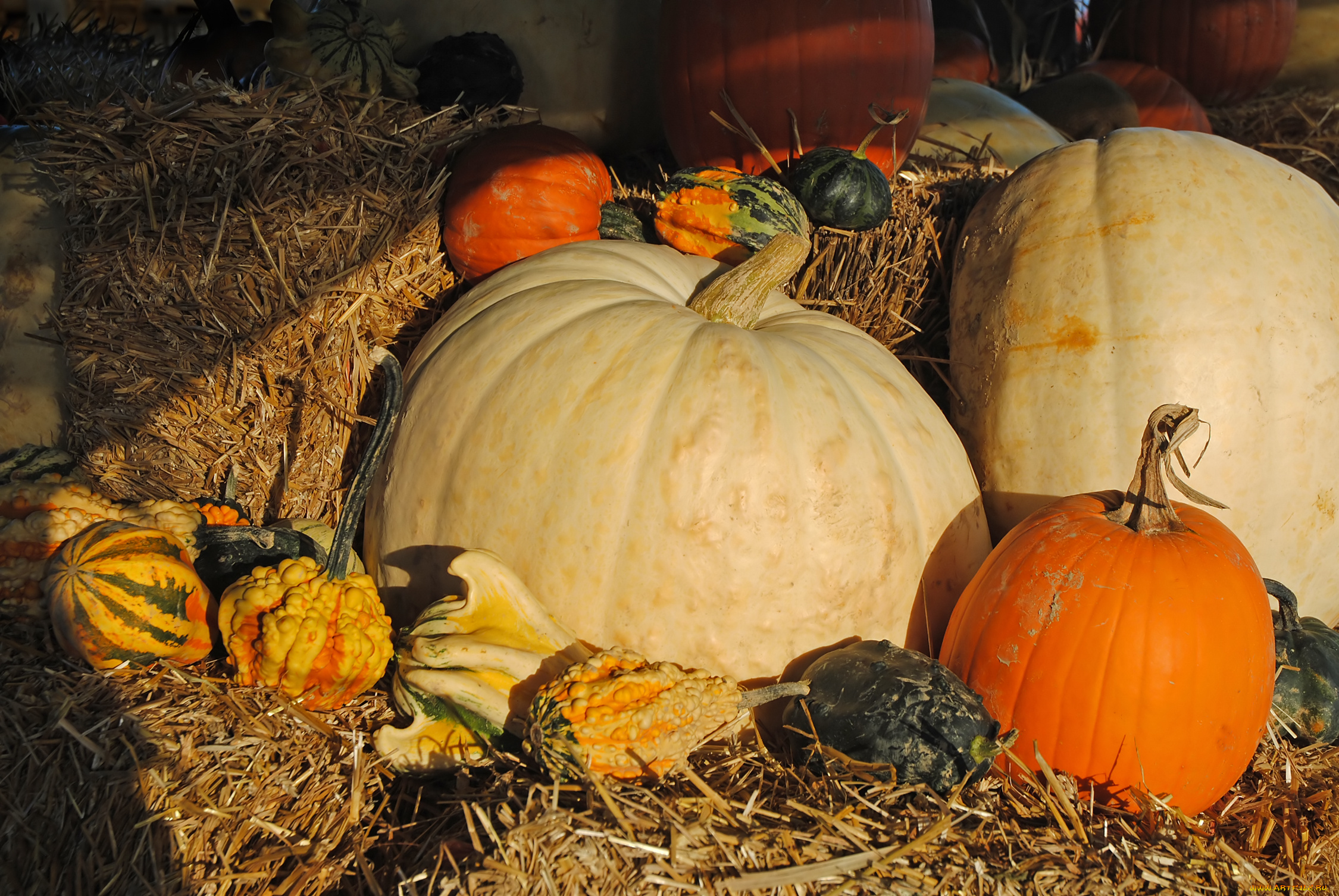 еда, тыква, плоды, желтые