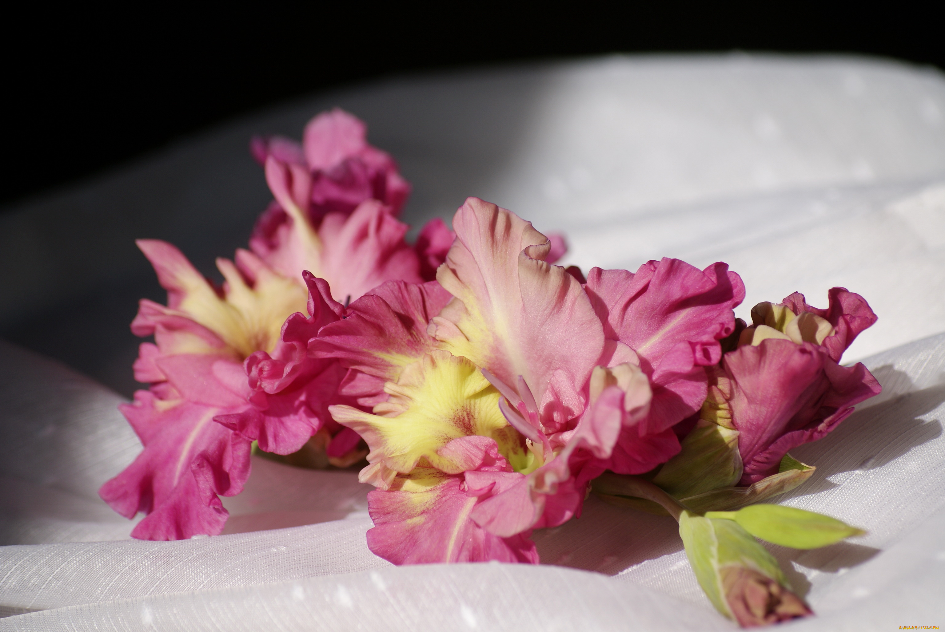 цветы, гладиолусы, гладиолус