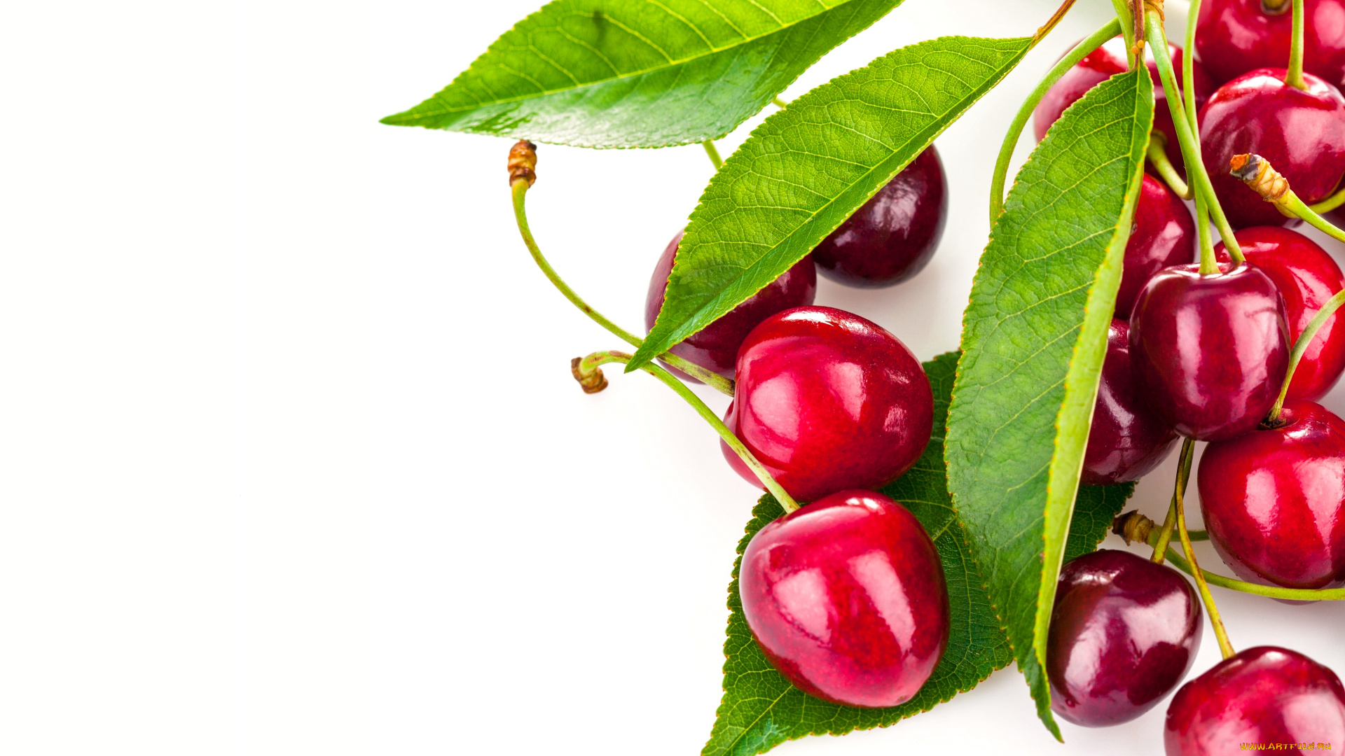 еда, вишня, , черешня, листья, черешня, ягоды