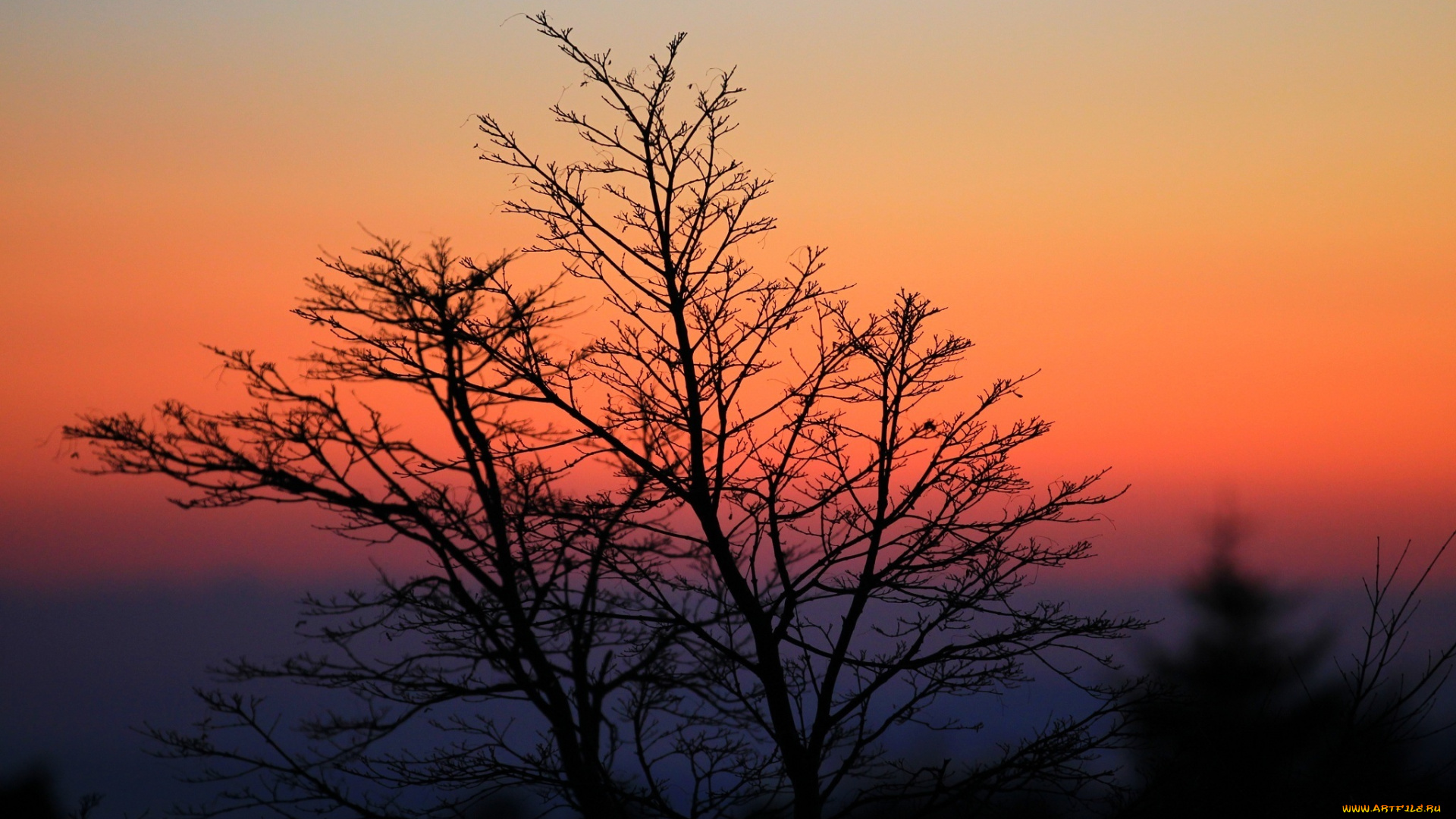 природа, деревья, ветки, силуэт, небо, закат