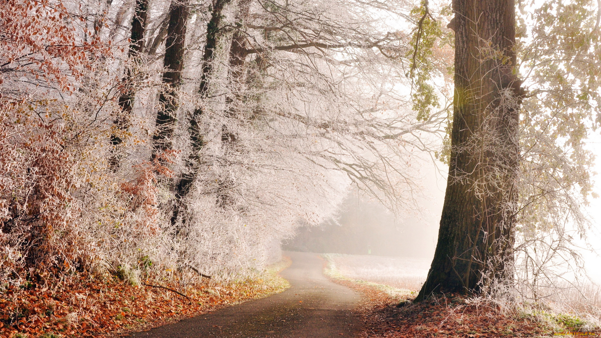 природа, дороги, иней, деревья