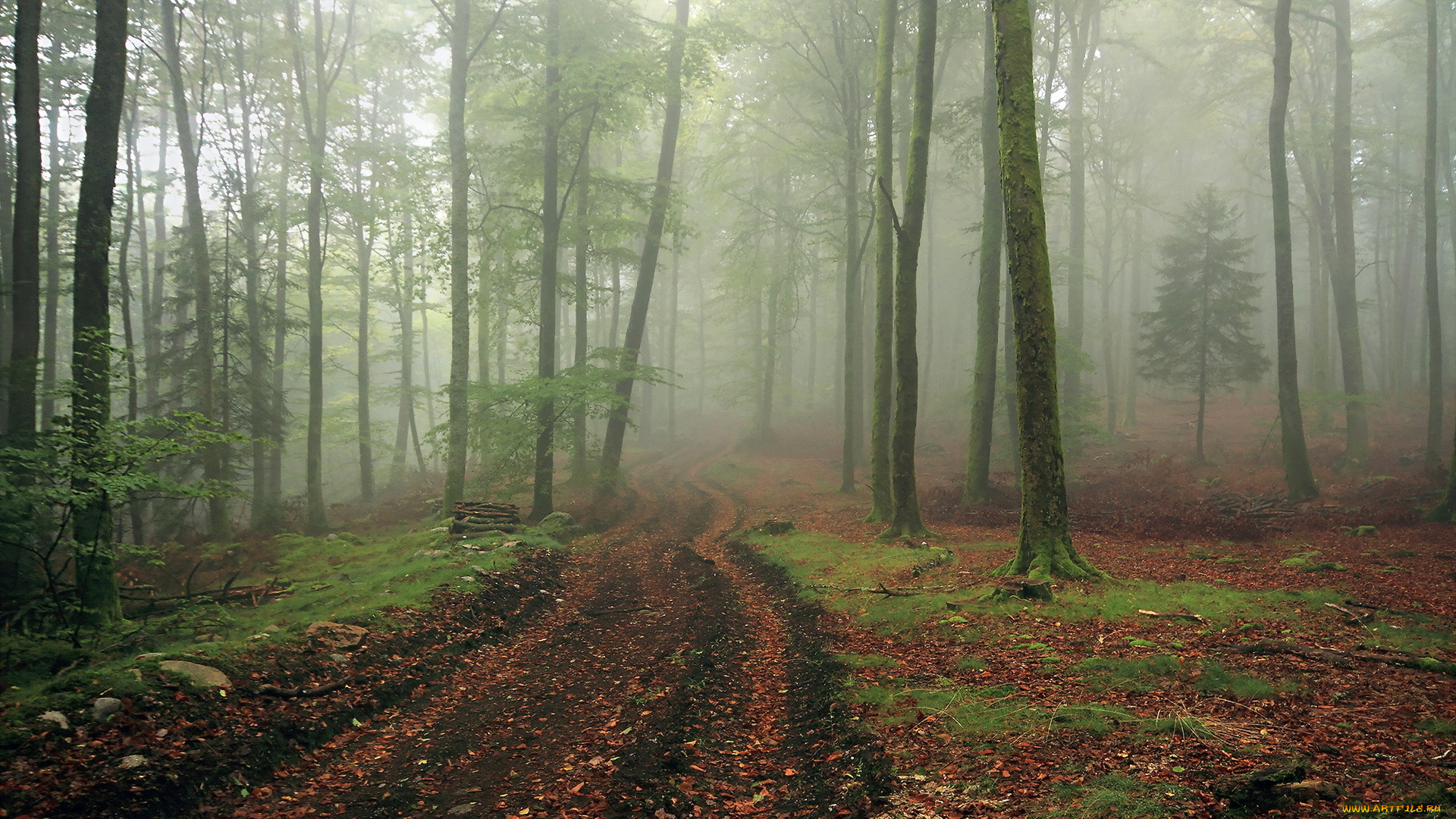 природа, дороги, пейзаж, дорога, туман