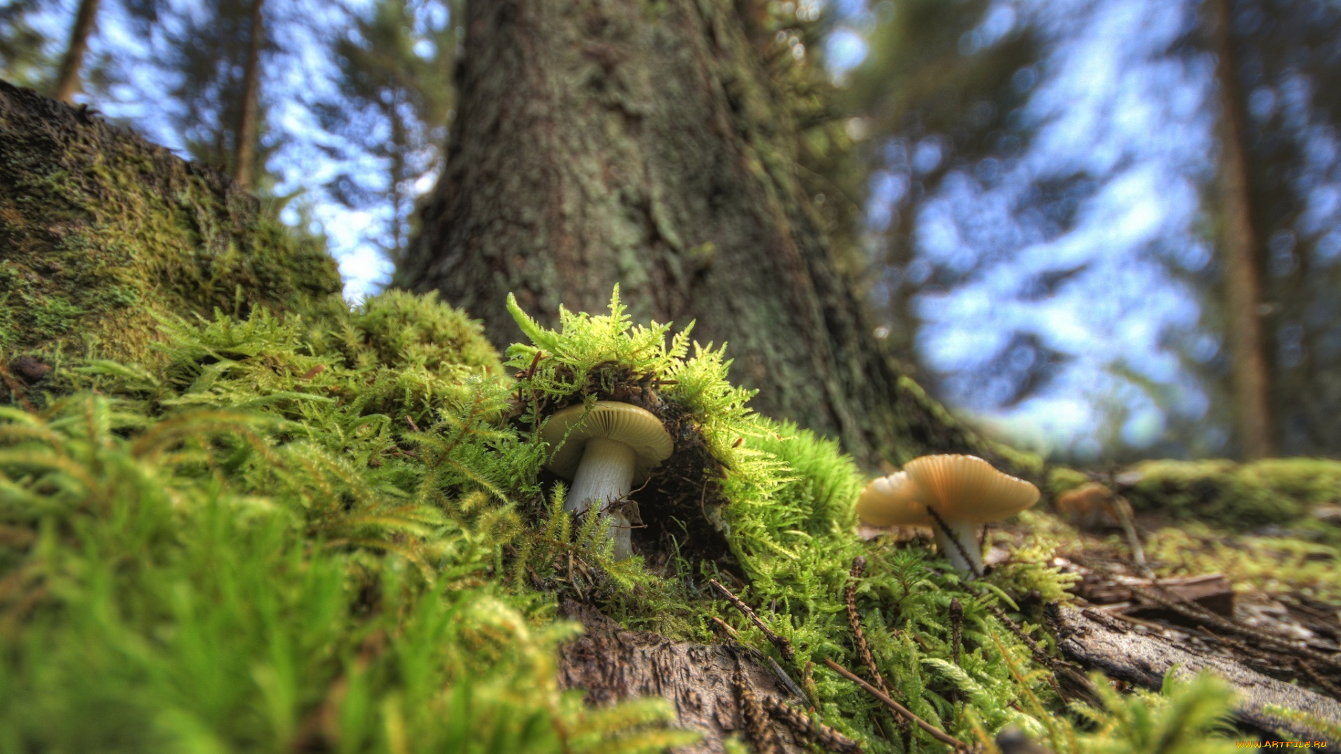 природа, грибы, лес, мох, макро, маскировка