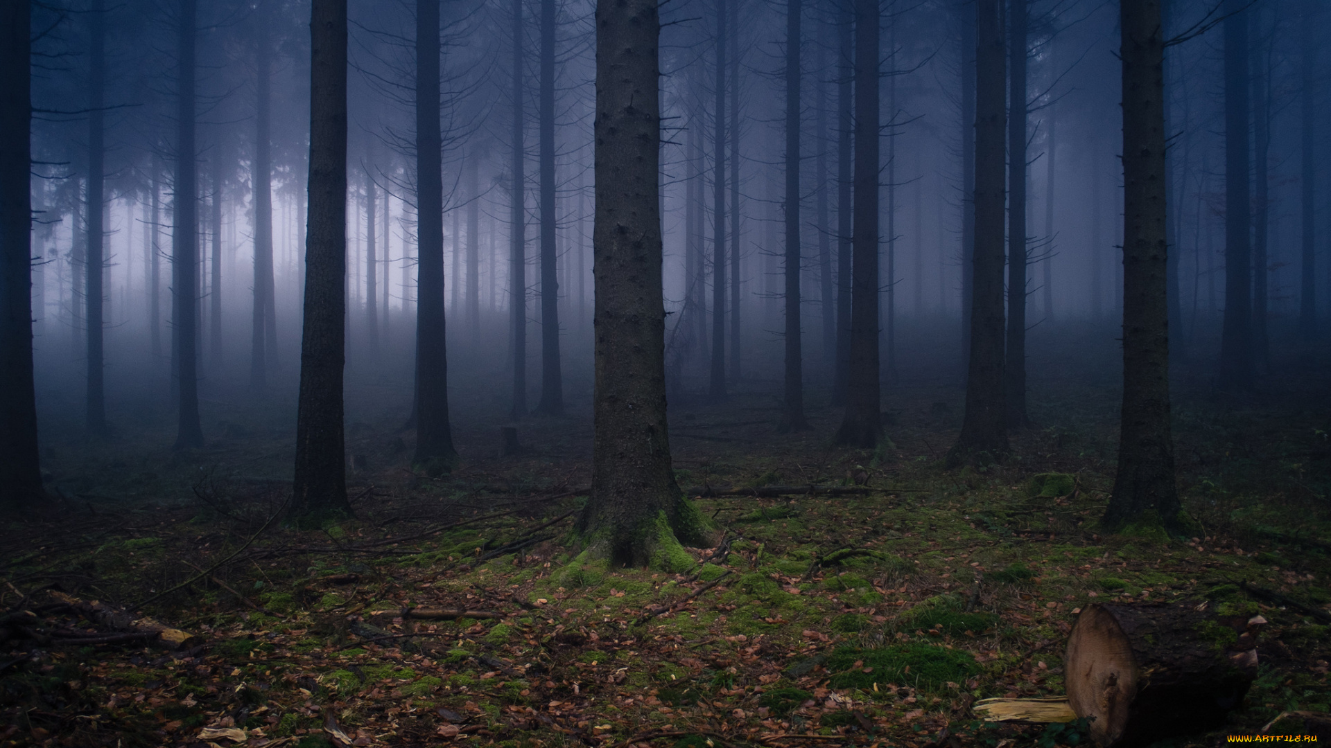 природа, лес, деревья, дымка, вильгельмсфельд, германия