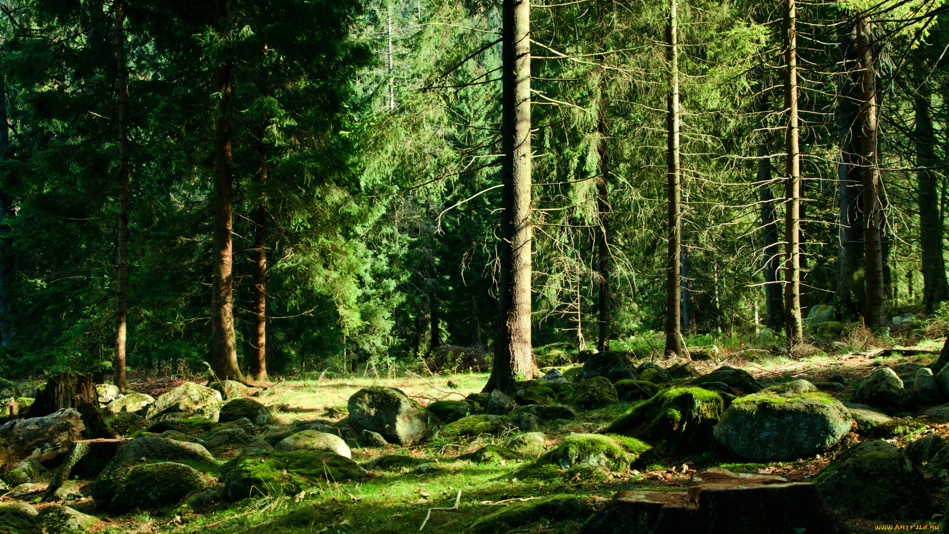 природа, лес, трава, мох, деревья