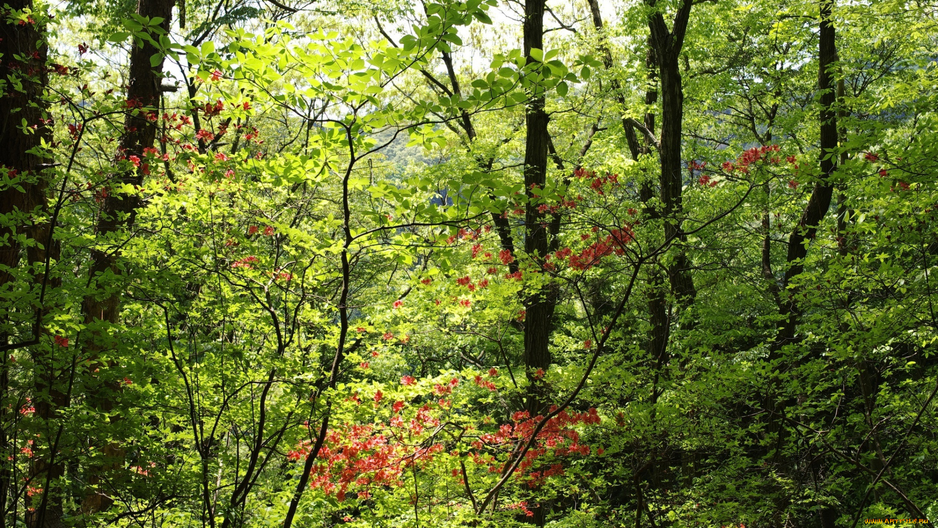 природа, лес, заросли, зелень, листва, деревья