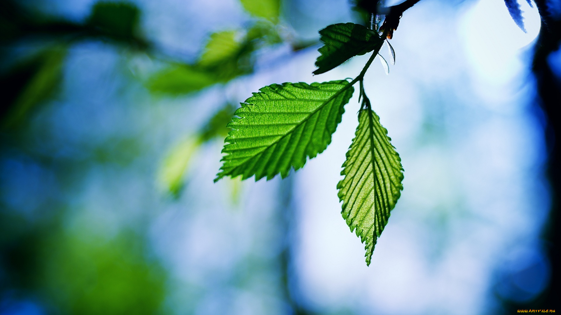 природа, листья, макро, зеленый