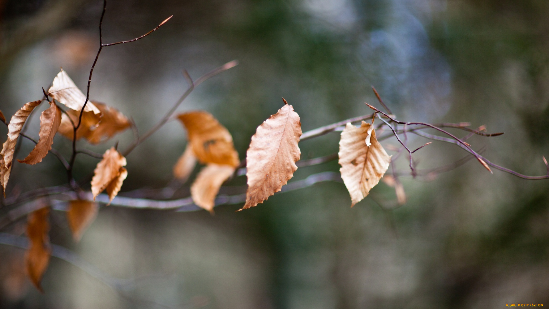 природа, листья, осень, макро, ветка