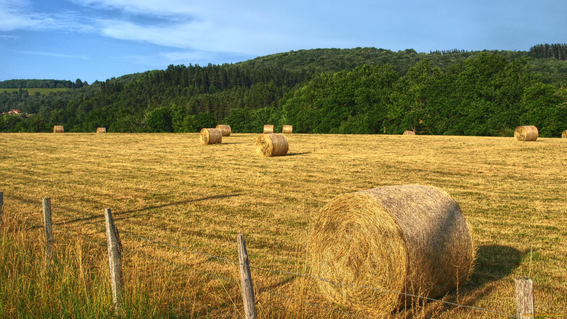 природа, поля, сено, поле, колосья, снопы