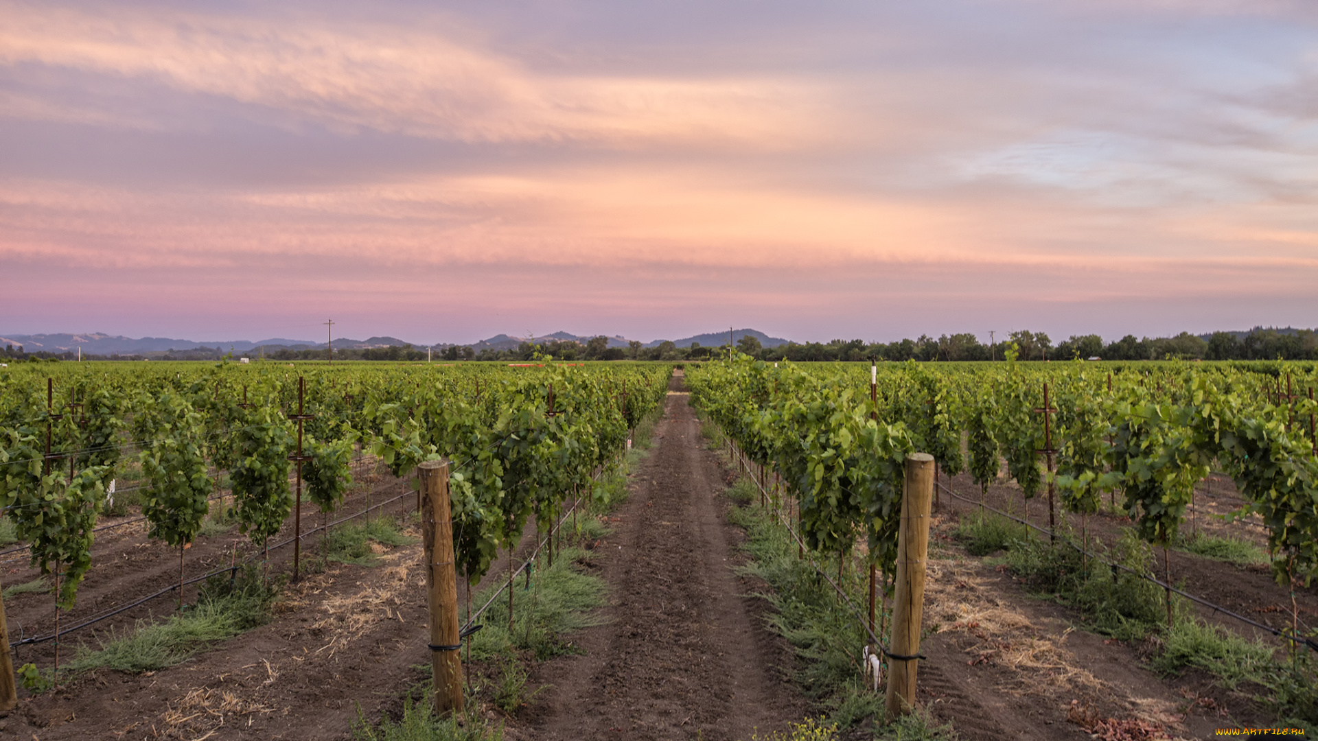 природа, поля, виноградник