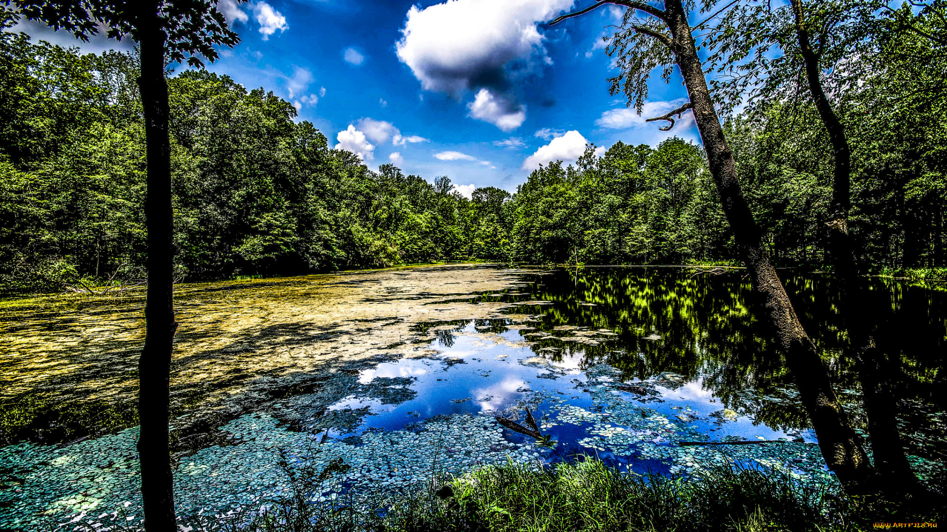 природа, реки, озера, облака, озеро, лес