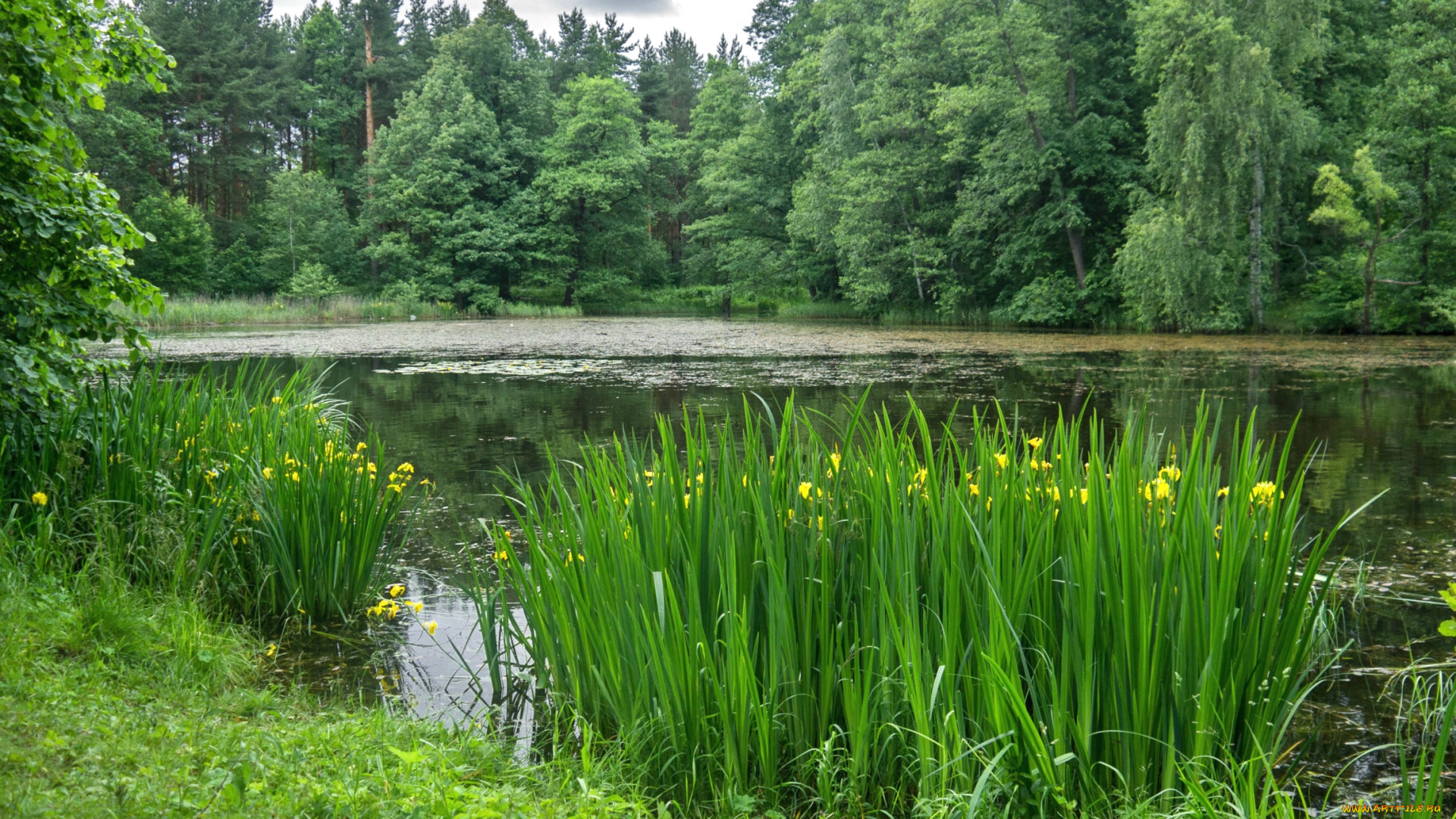 природа, реки, озера, вода, ирисы