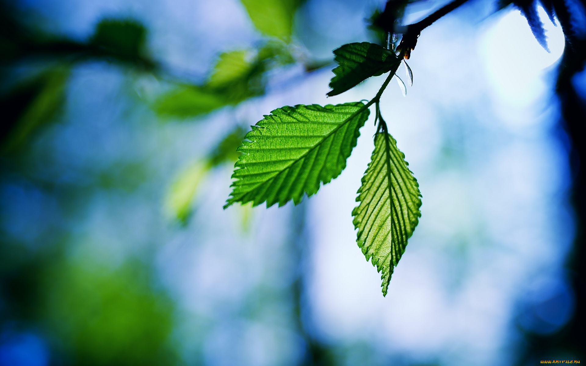 природа, листья, макро, зеленый