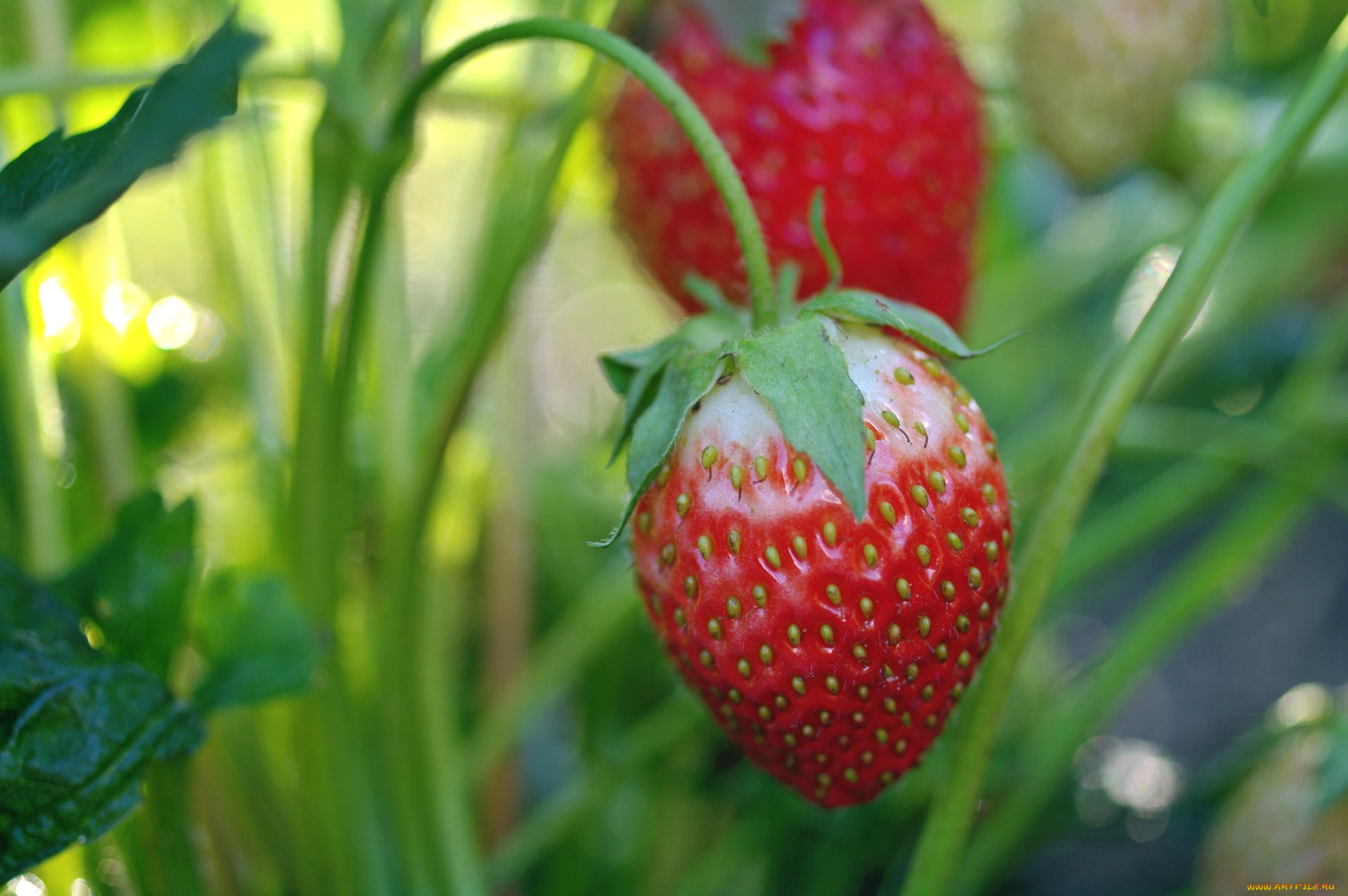 природа, Ягоды, клубника