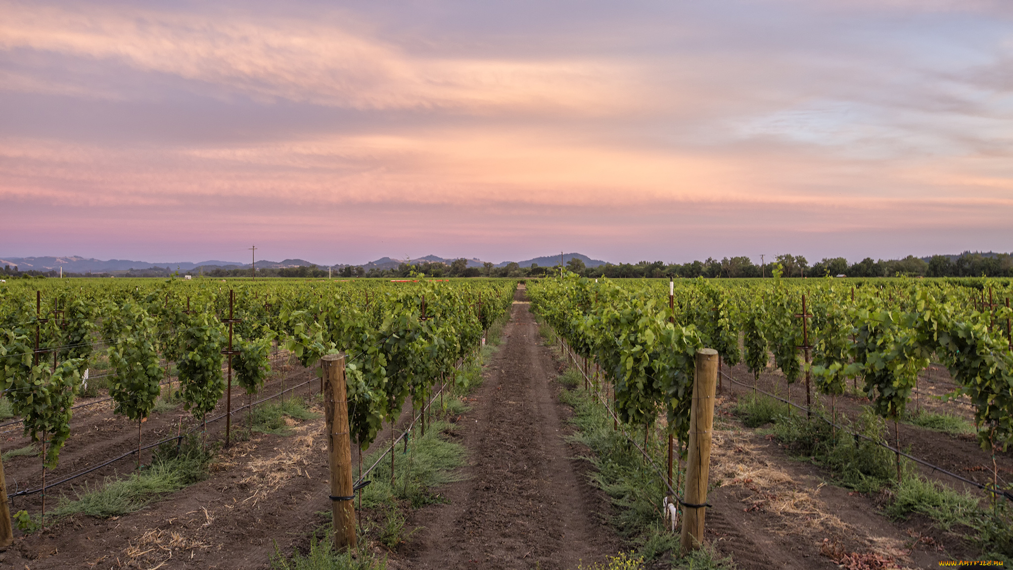 природа, поля, виноградник