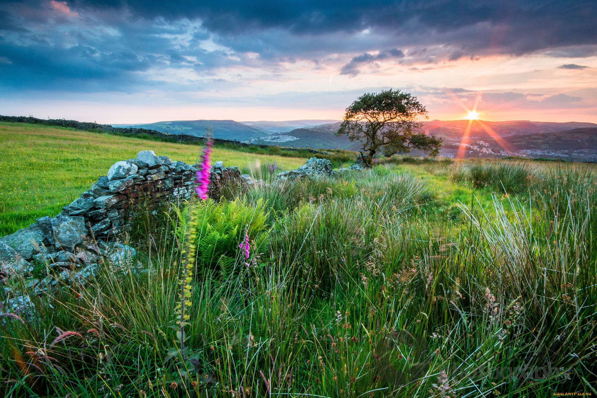природа, восходы, закаты, луг, лучи, солнце, цветы, трава