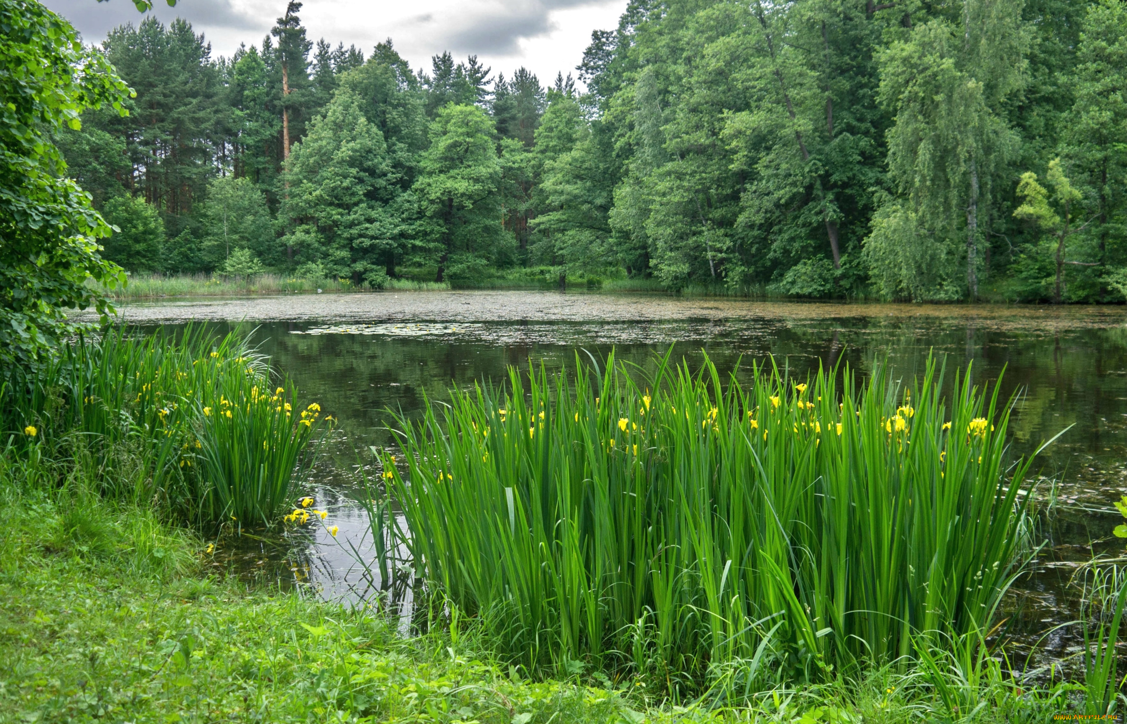 природа, реки, озера, вода, ирисы