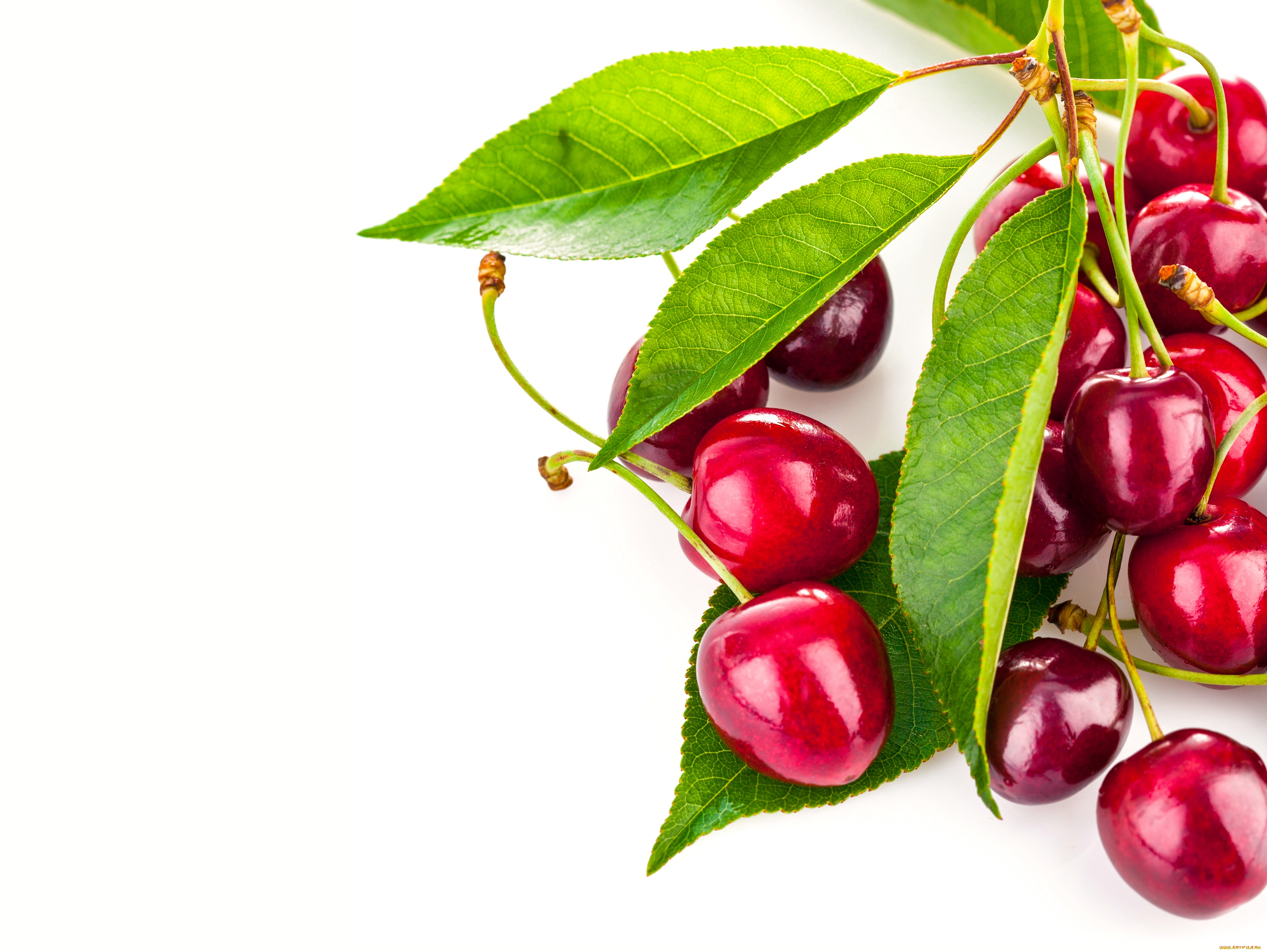 еда, вишня, , черешня, листья, черешня, ягоды