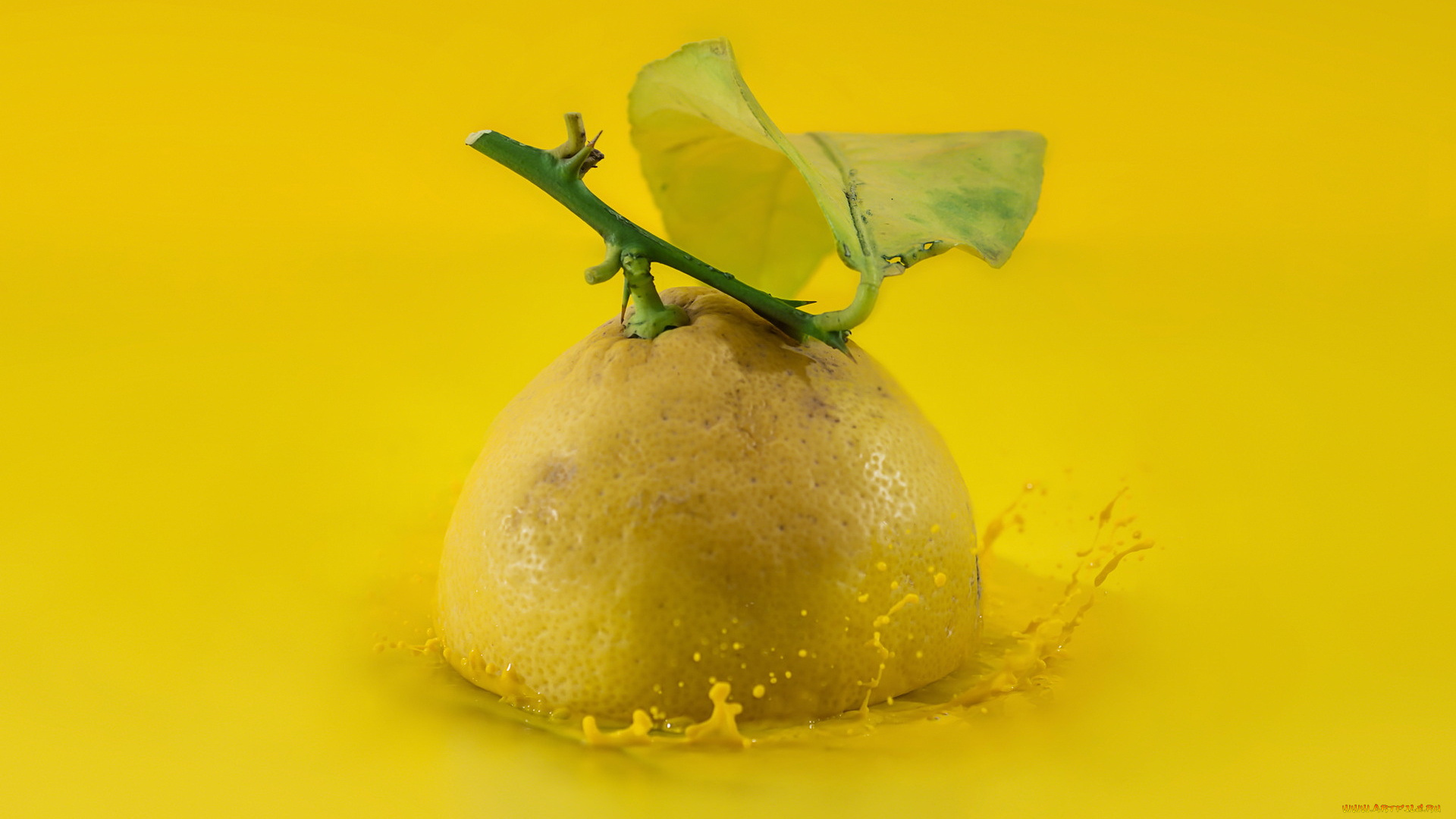 еда, цитрусы, фрукт, лимон, фон