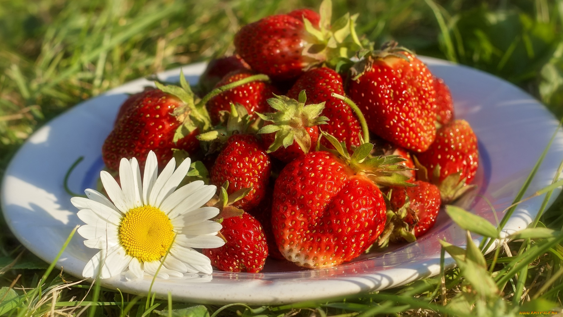 еда, клубника, , земляника, лето, тарелка, ягоды, ромашка, трава