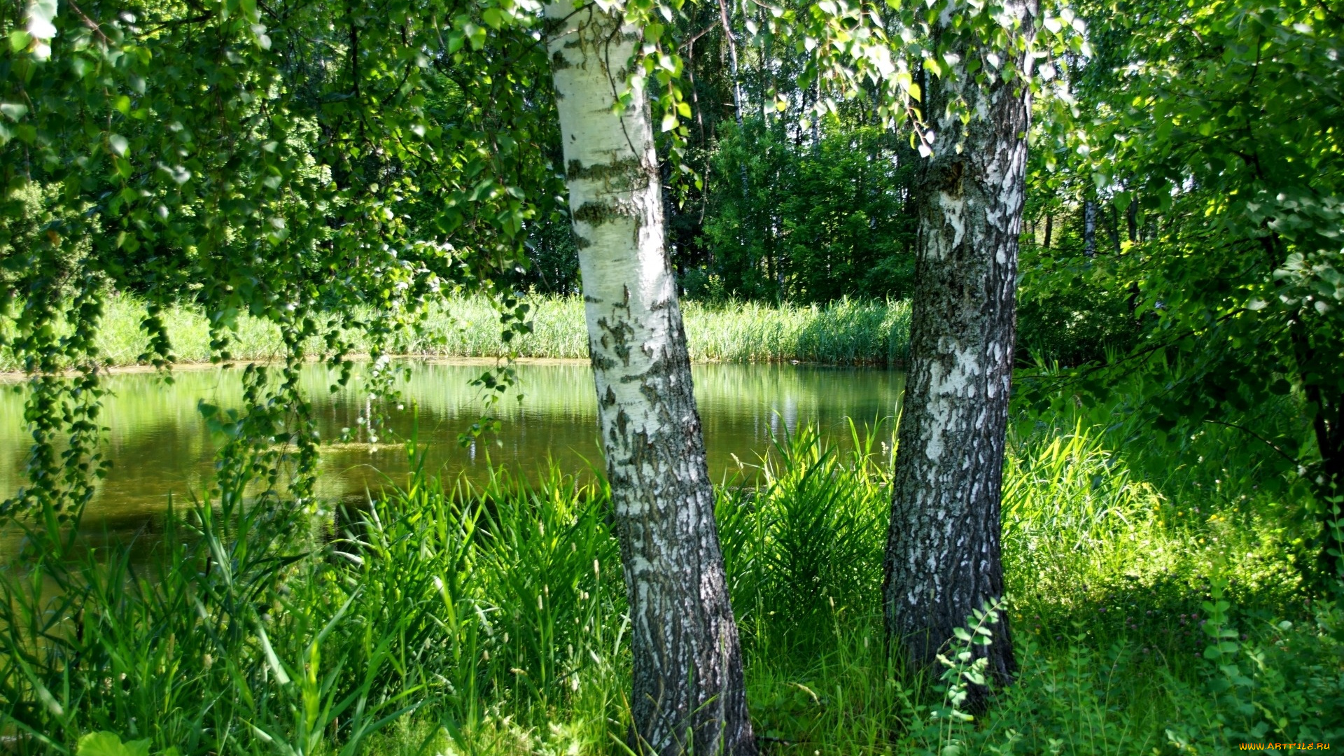 природа, деревья, березы, пруд, трава, зелень, лето