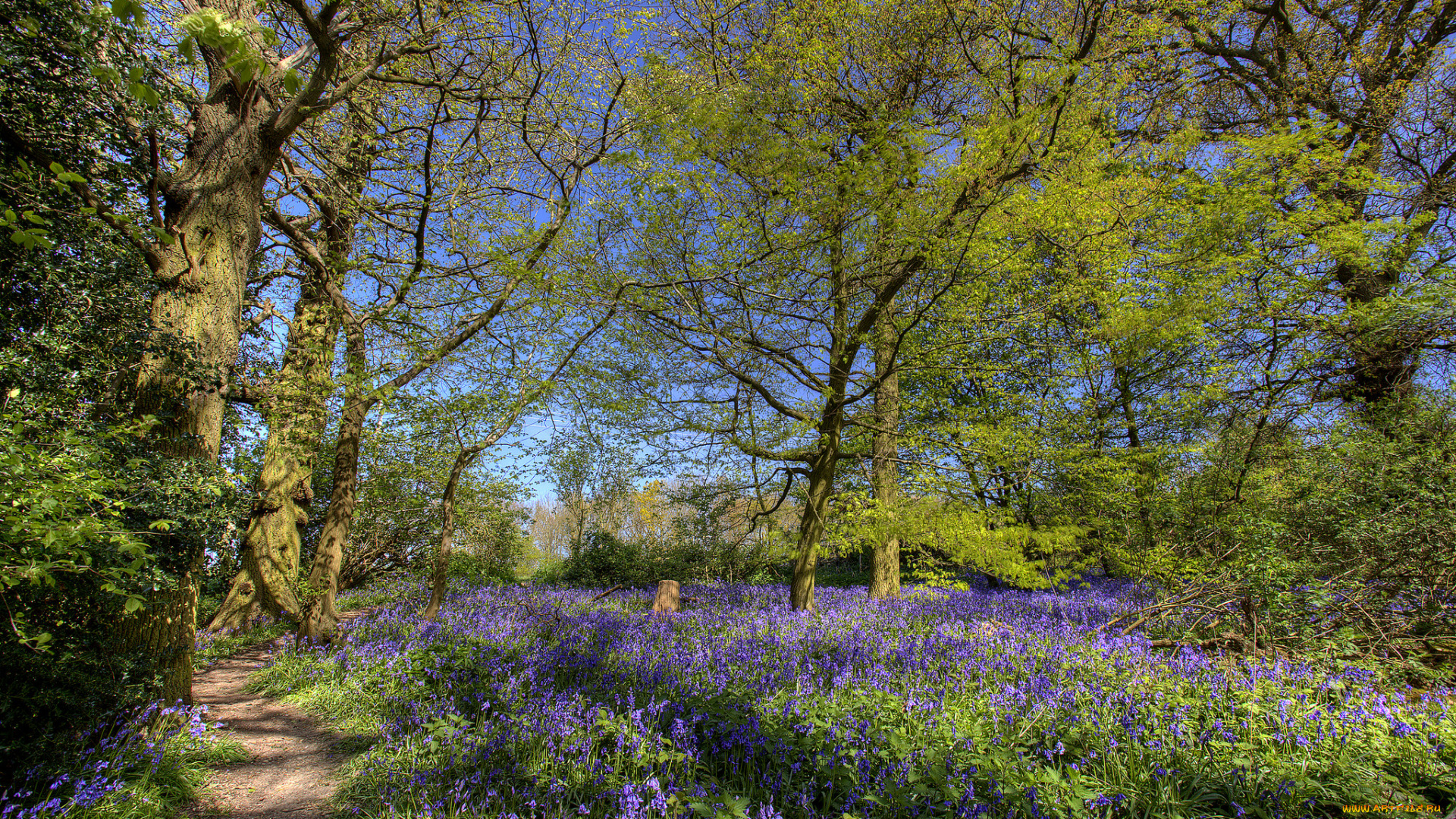 природа, дороги, цветы, тропинка, трава, деревья