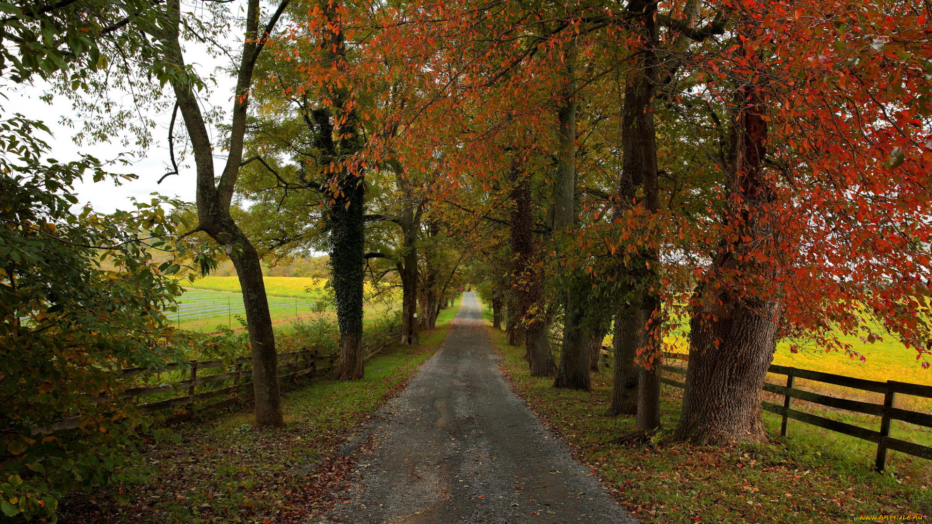 природа, дороги, деревья