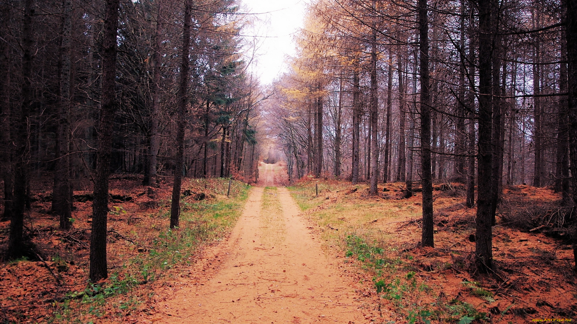 природа, дороги, лес, осень