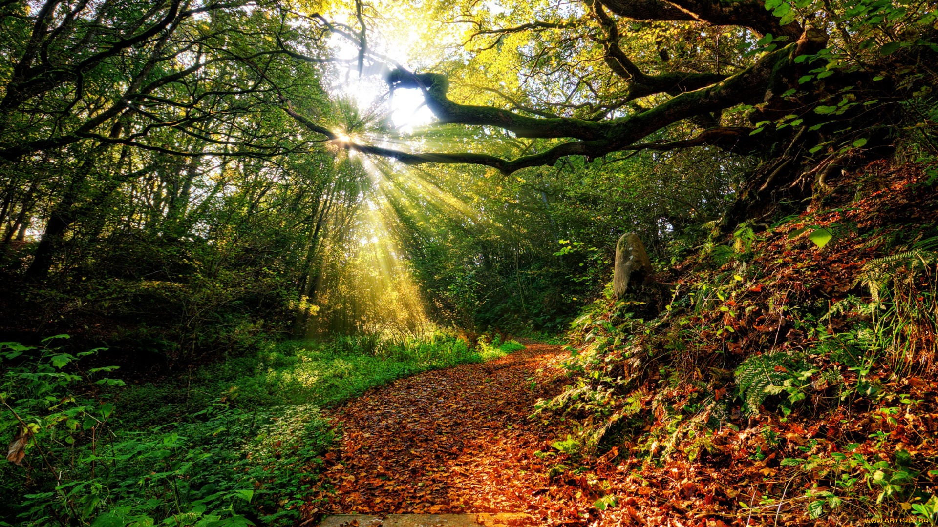 природа, дороги, закат, трава, лучи, солнце, небо, облака, цвет, пути, осень, листья, лес, пейзаж