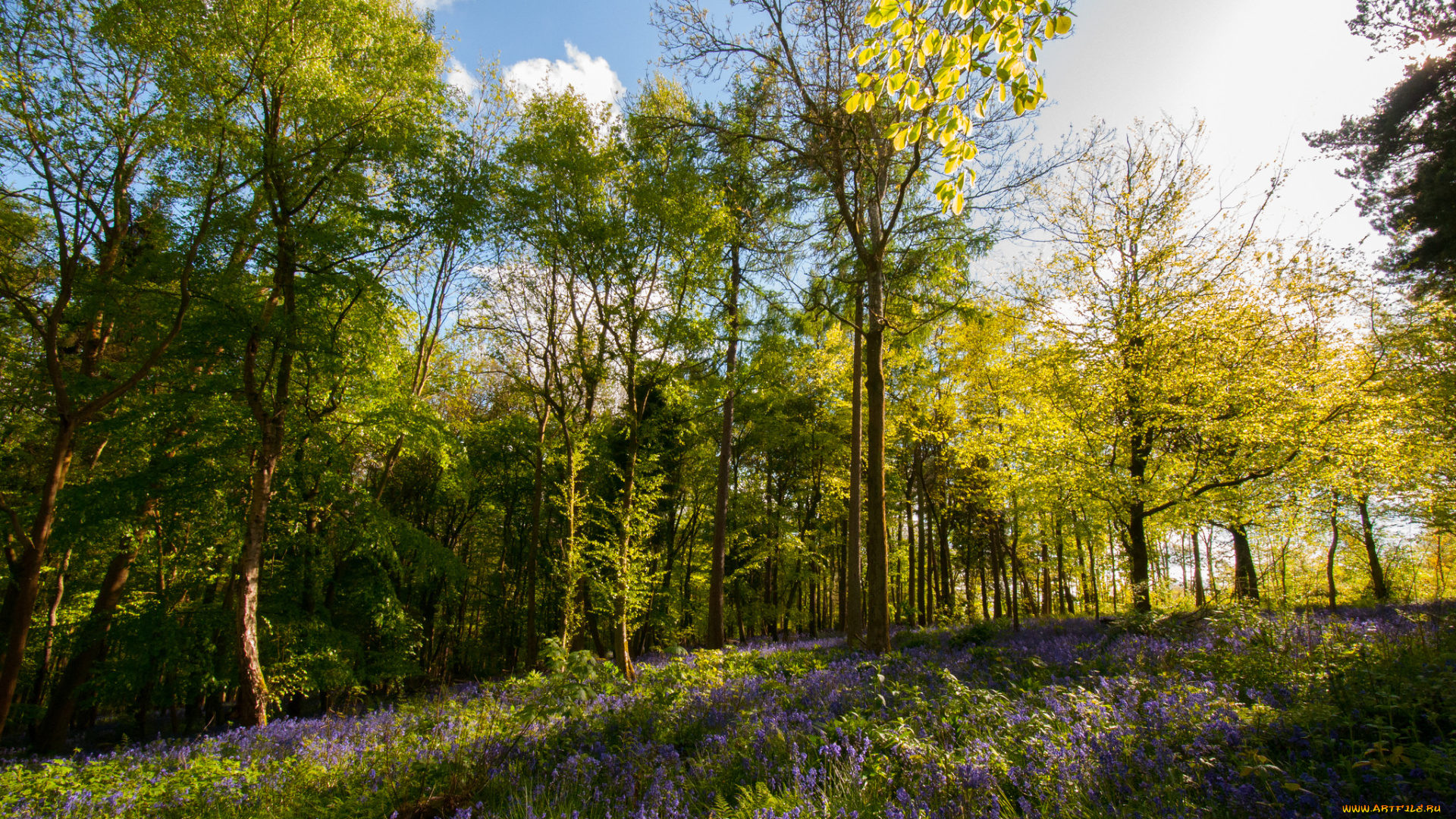 природа, лес, цветы, деревья, трава