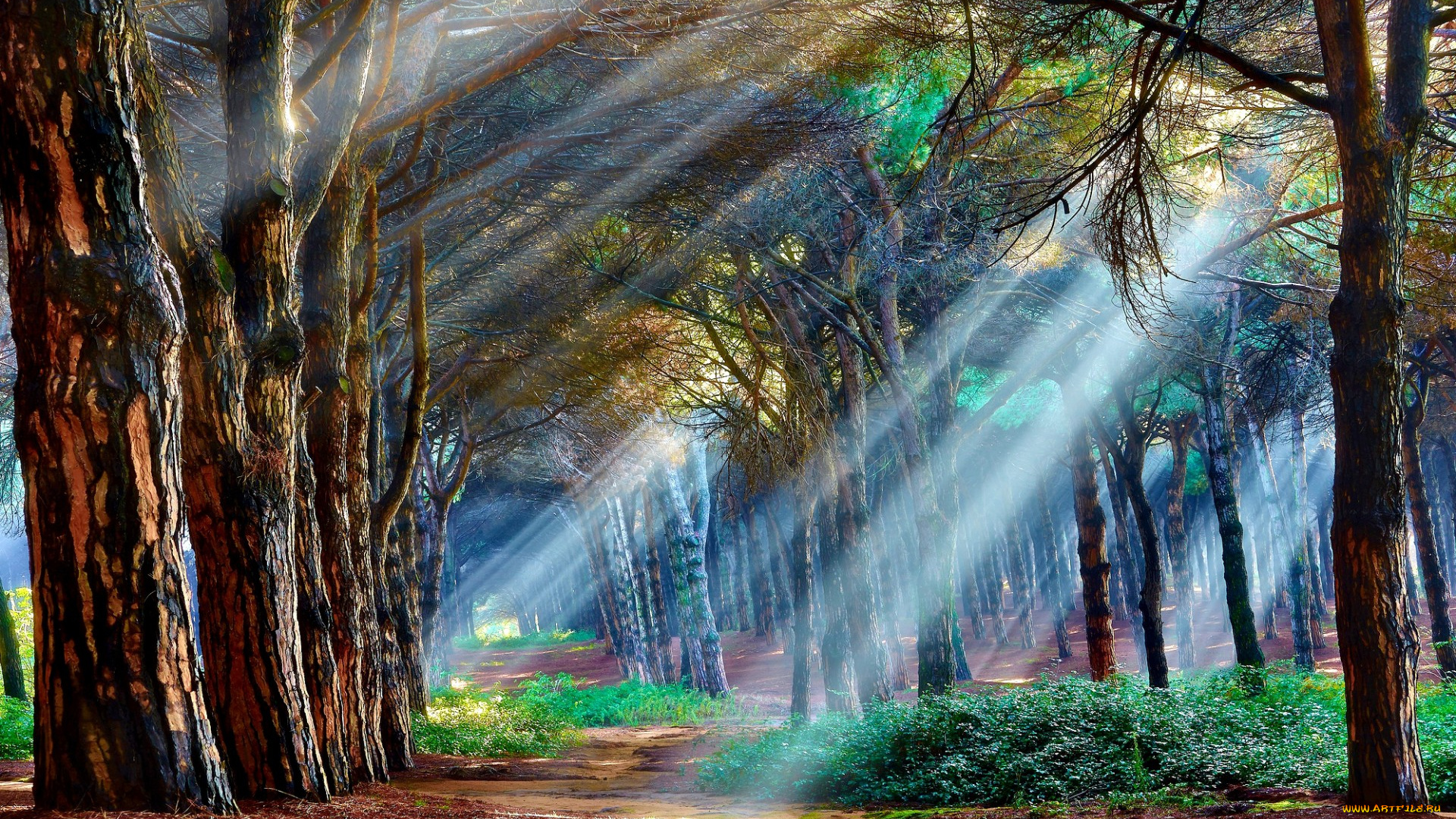 природа, лес, деревья, утро, лучи