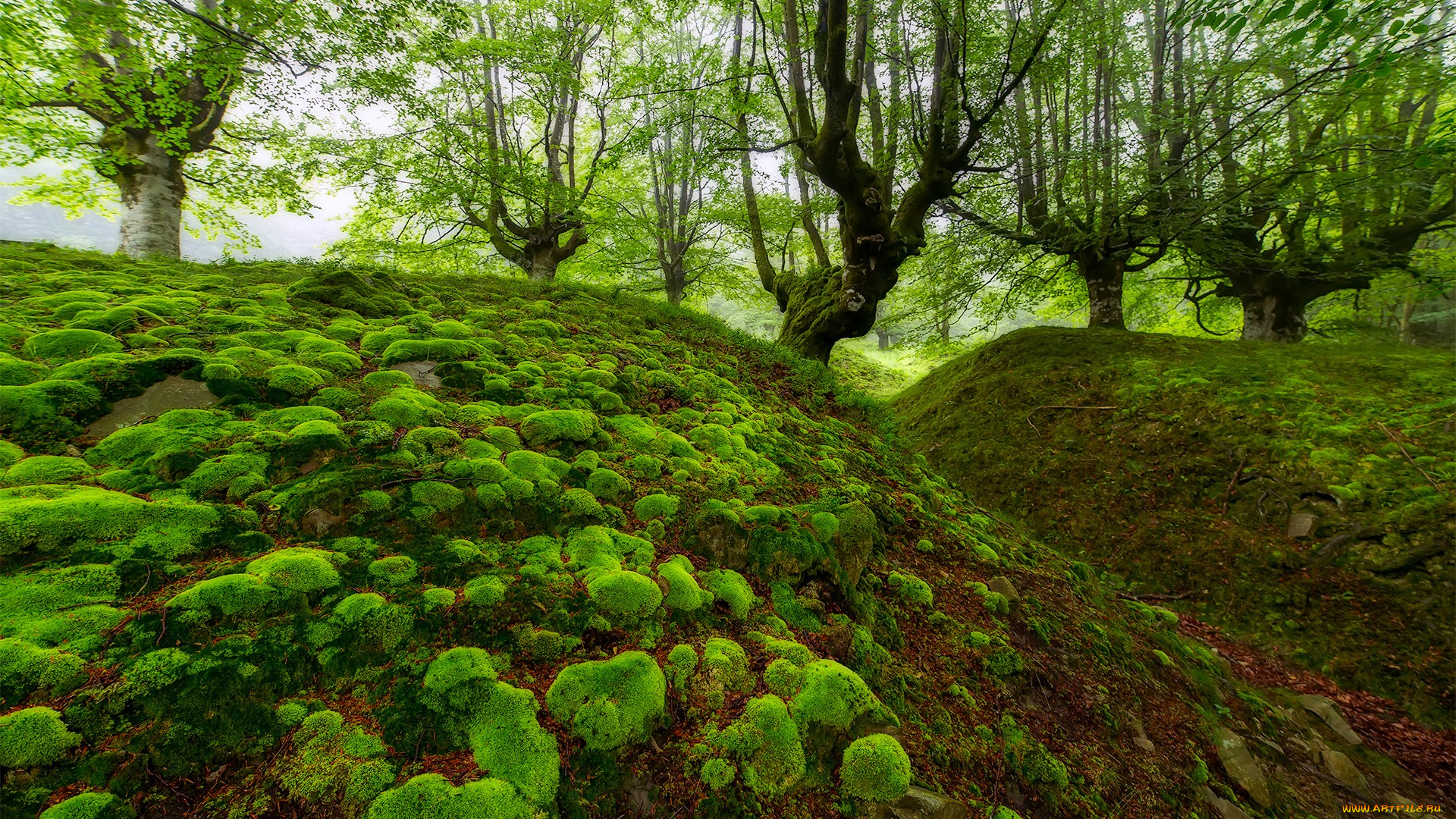 природа, лес, испания, овраг, деревья, бискайя, мох, бук