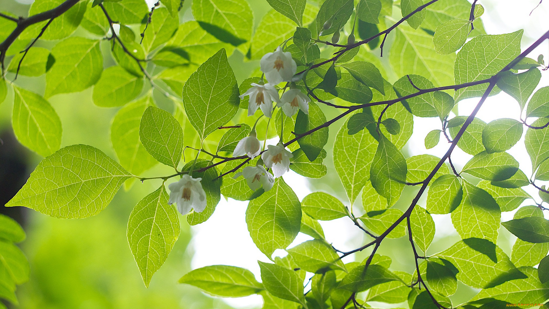 природа, листья