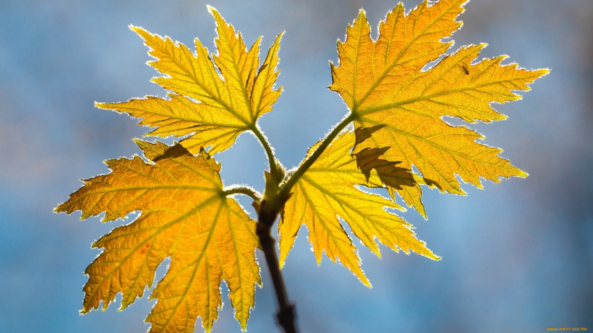 природа, листья, насекомое, жёлтый, осень, макро
