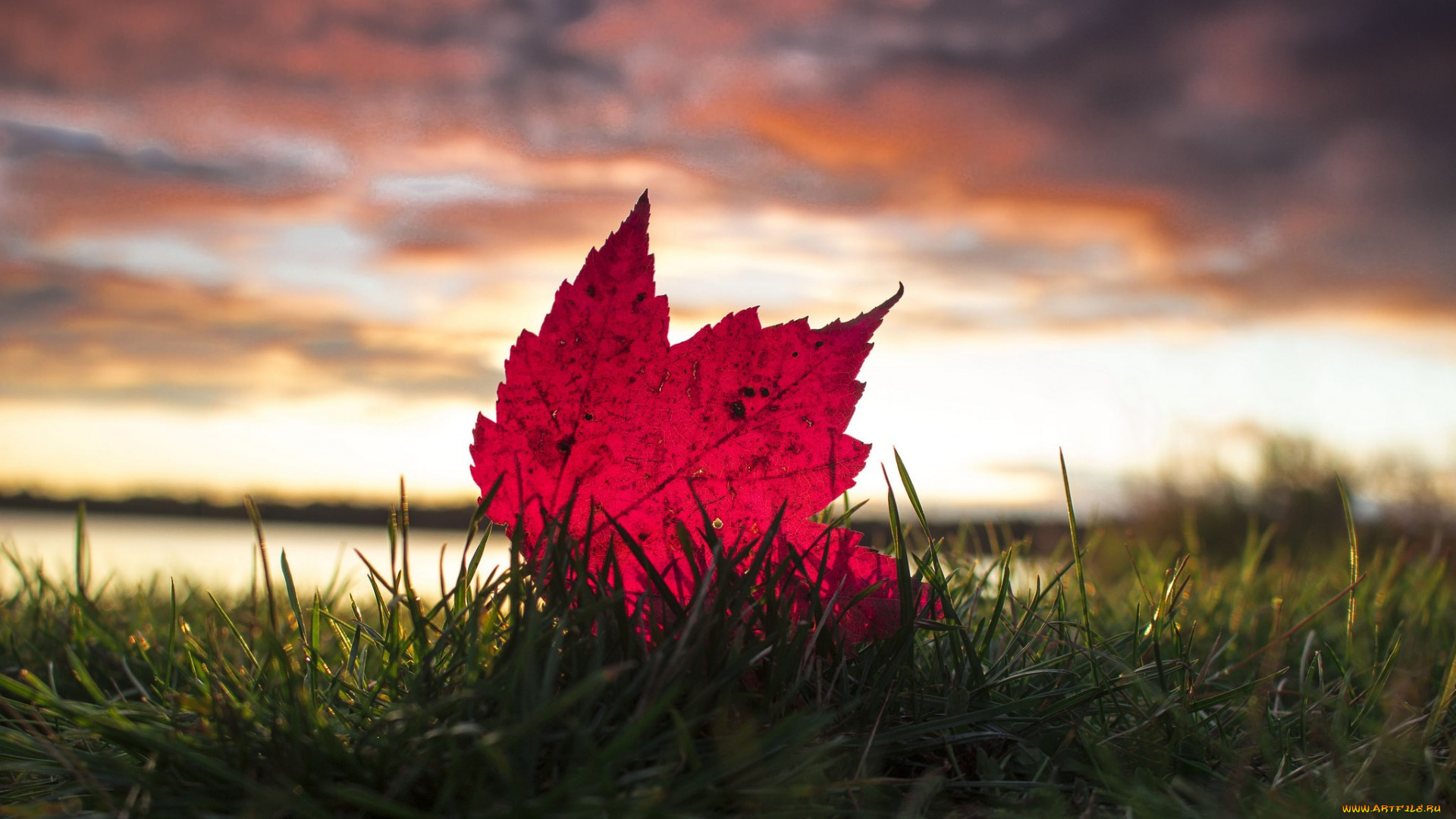 природа, листья, небо, макро, лист, трава, тучи, осень