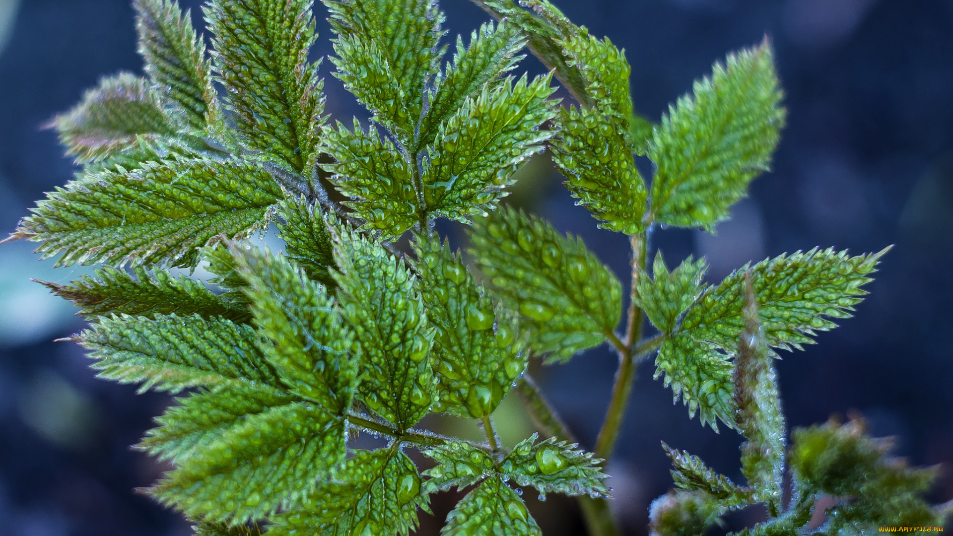 природа, листья, роса, макро