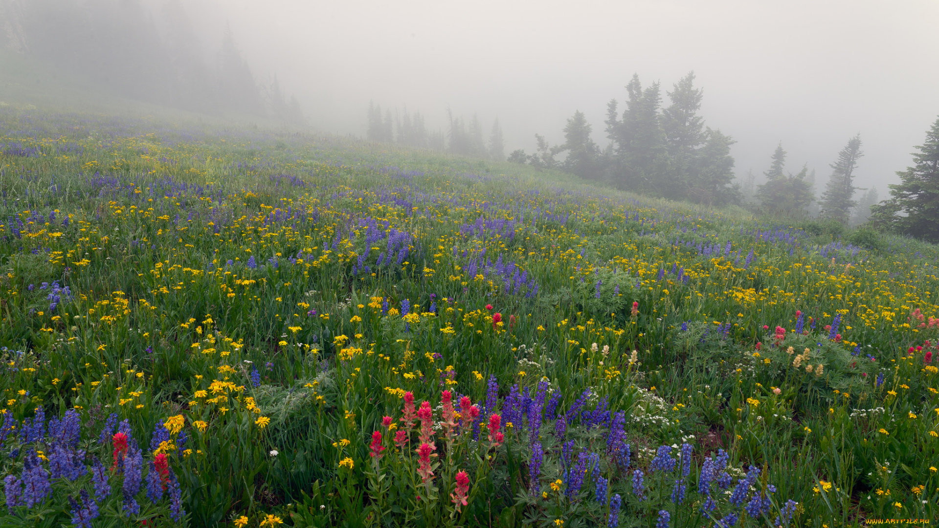 природа, луга, лес, цветы, туман