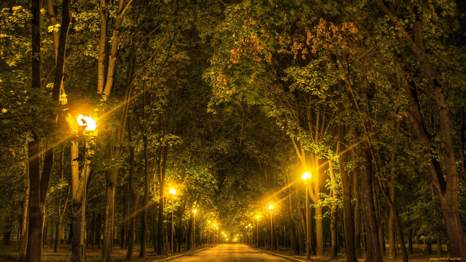 природа, парк, аллея, фонари, lomonosov, moscow, state, university, москва, россия, огни, ночь, деревья