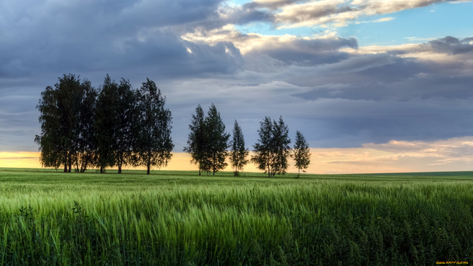 природа, поля, небо, деревья, поле