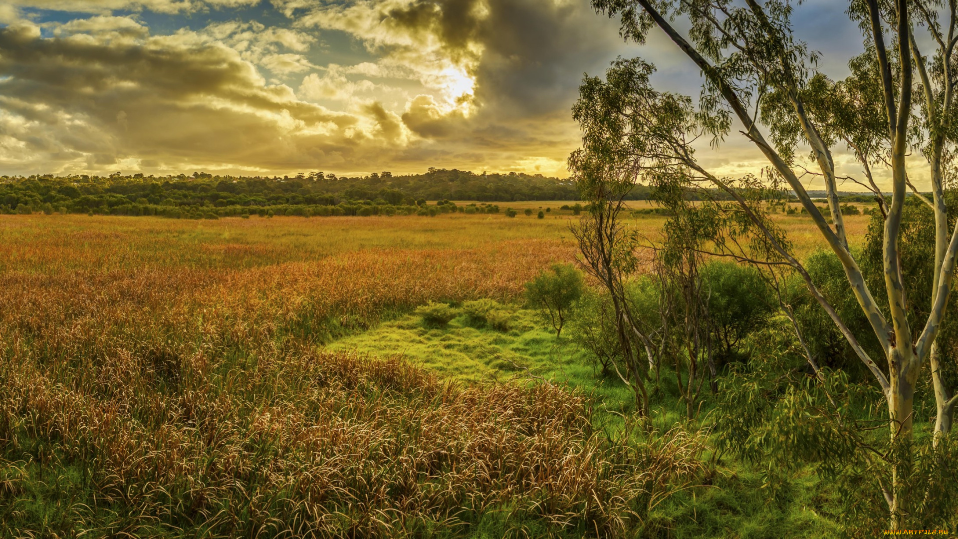 природа, поля, облака, свет, утро, поле