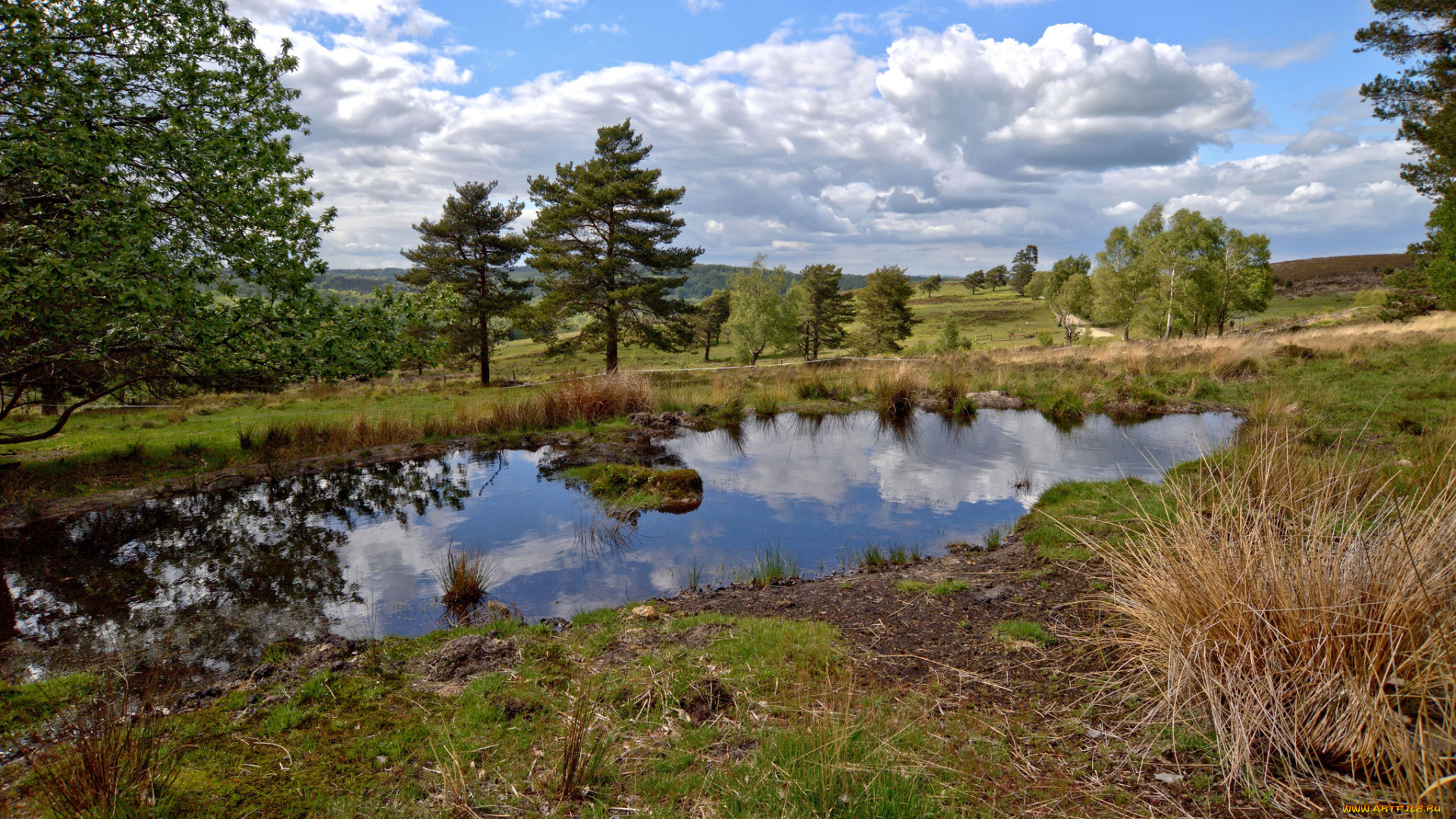 природа, реки, озера, лес, река