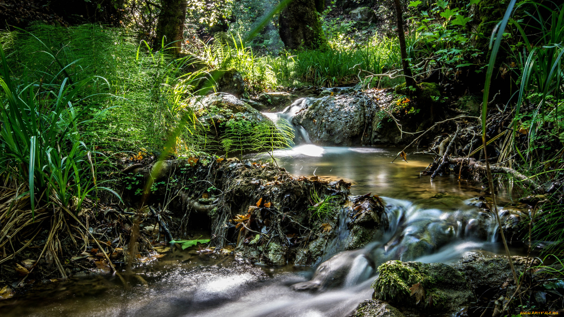 природа, реки, озера, лес, река