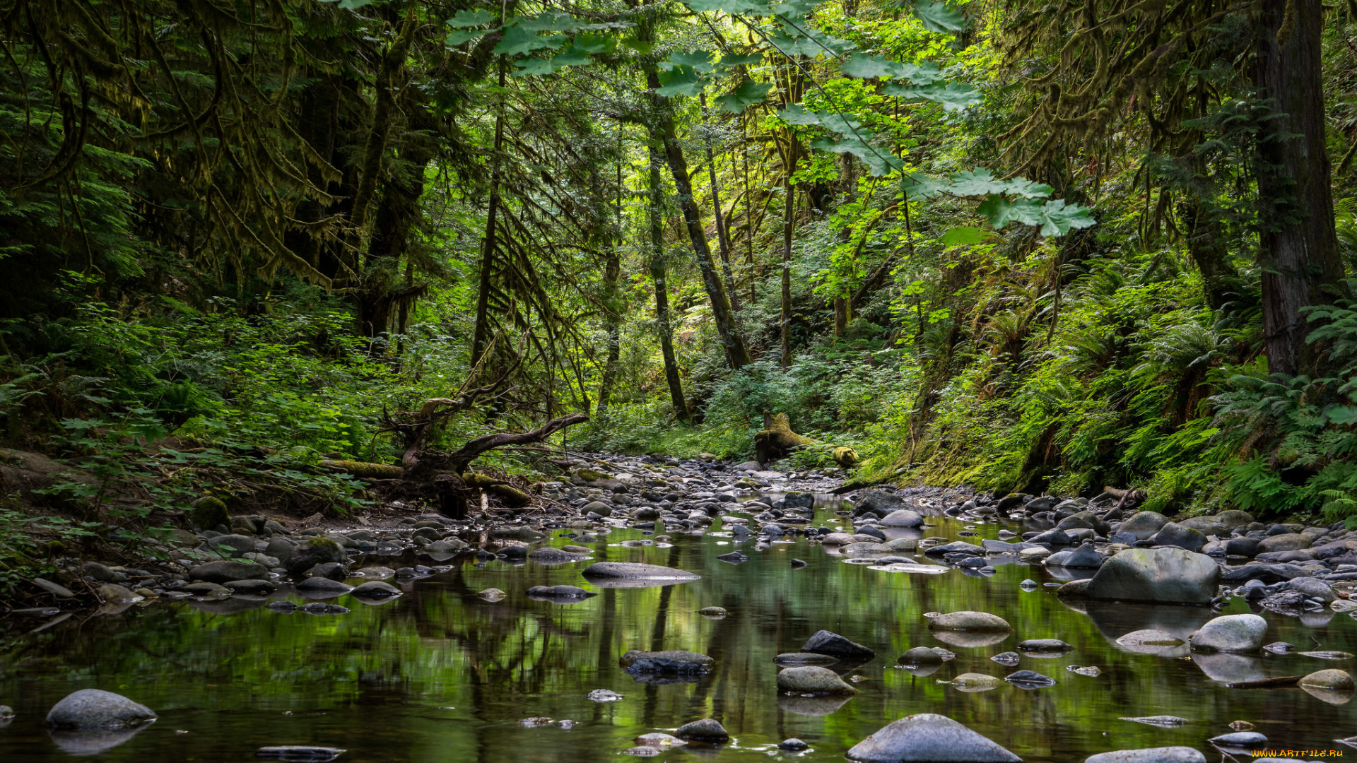 природа, реки, озера, лес, река