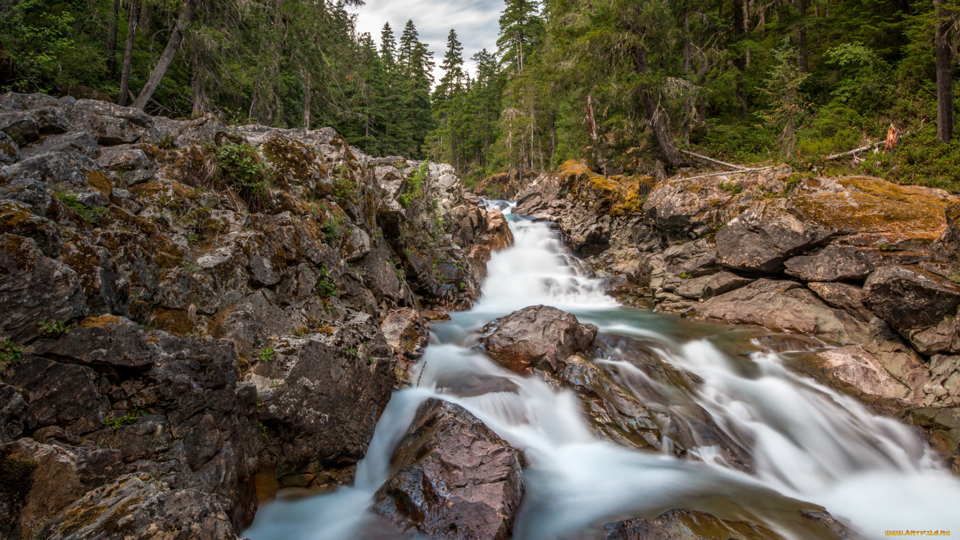 природа, реки, озера, река, лес